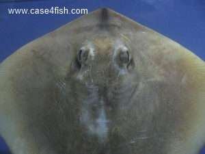 Foto Galerie/Myliobatiformes/Dasyatis pastinaca/Dasyatis pastinaca_04_S.jpg